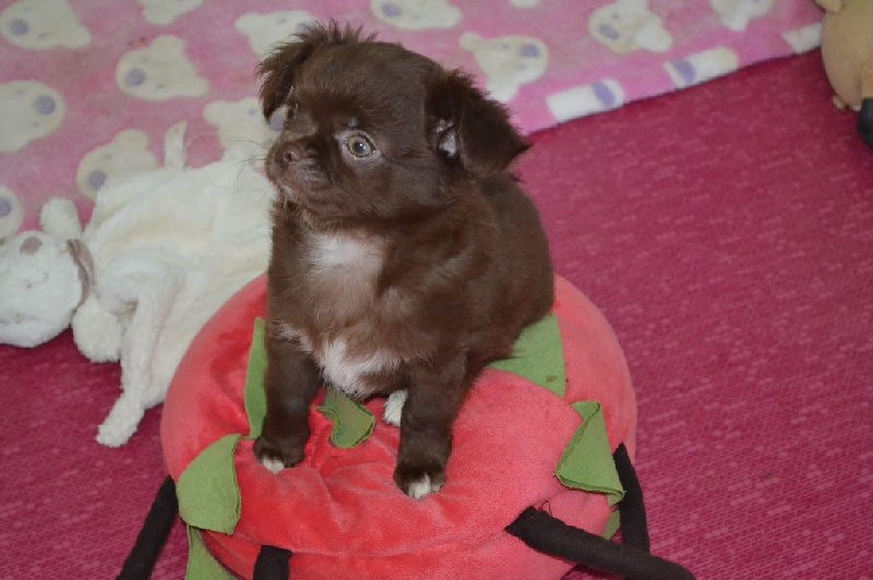 Des P'tits Bouts De L'alba - Chihuahua - Portée née le 19/02/2016